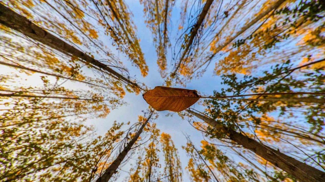 Altın ve Kızılın Dansı: Erzincan’ın Dağları Sonbahar Güzelliğiyle Büyülüyor