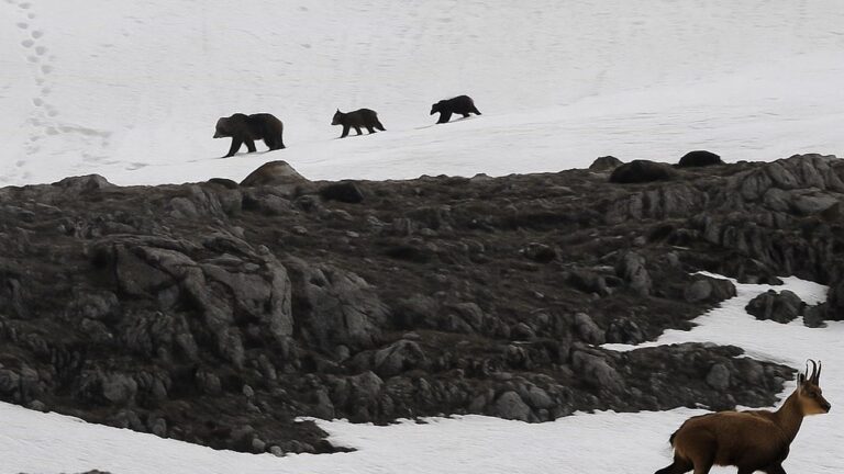 Boz Ayıdan Kaçan Dağ Keçileri Kamerada