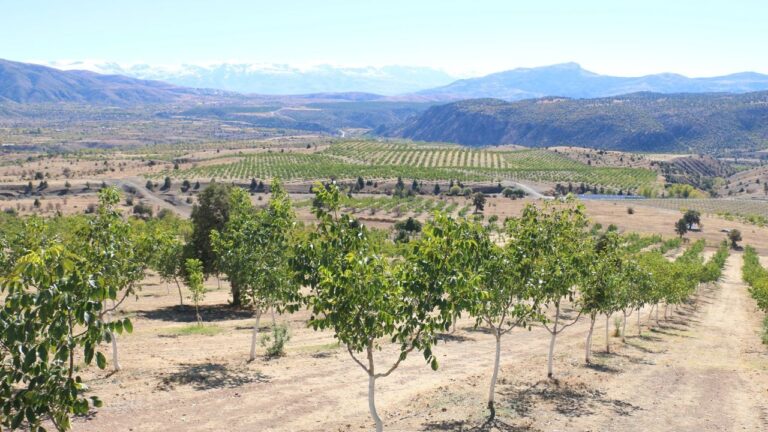 Kemah’ta Ülkenin En Kaliteli Cevizleri Yetiştiriliyor