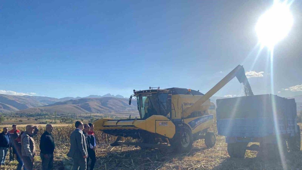 Çayırlı’da Ayçiçeği Üretimi Çiftçinin Yüzünü Güldürüyor