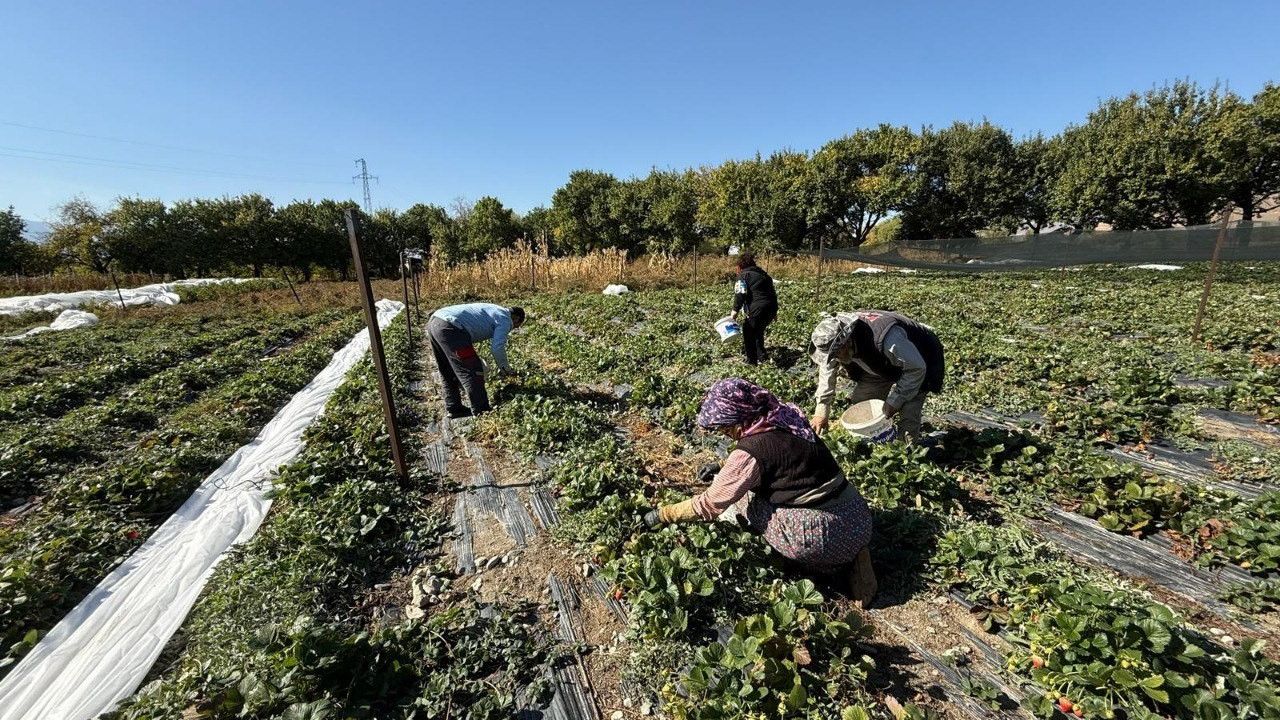 Erzincan’da Çilek Üretimi Yaygınlaşıyor