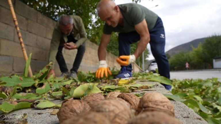 İnce Kabuklu, Dolu İçli Erzincan Cevizinde Hasat Zamanı