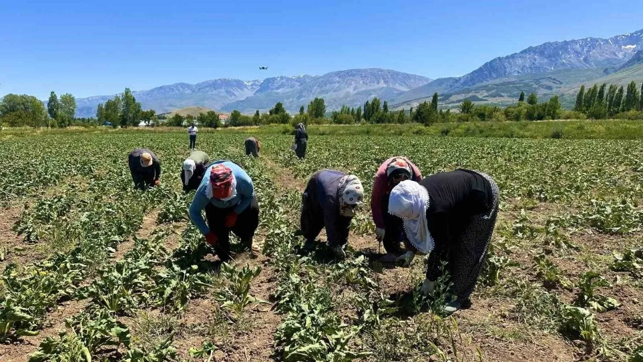 2025 Yılı Şeker Pancarı Alım Fiyatı Beklentilerin Altında Kaldı