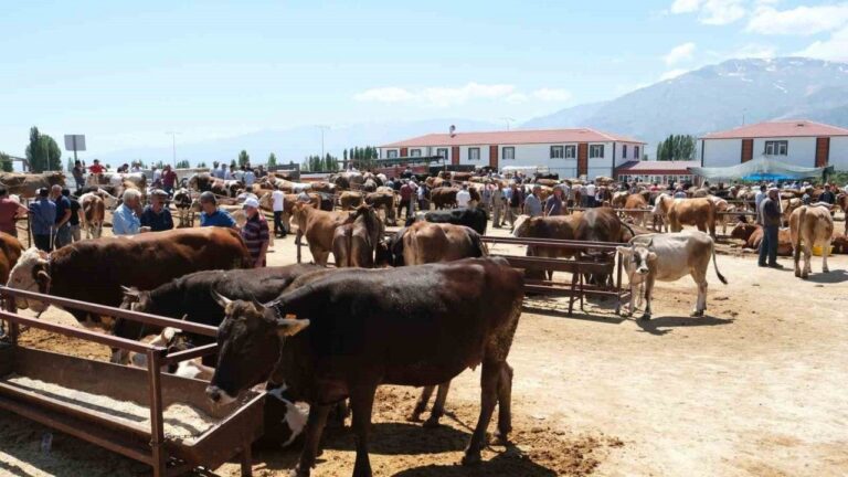 Refahiye’nin 34 Köyünde Şap Karantinası