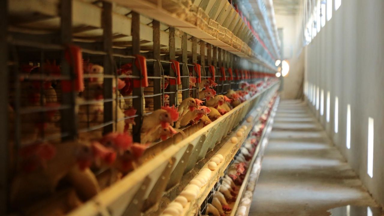 Erzincan’da Aylık 6 Milyon Adet Yumurta Üretiliyor