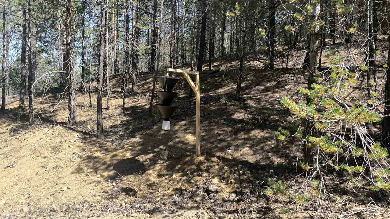 Kuruyan Sarıçam Ağaçları Kesilerek Ormandan Çıkarıldı