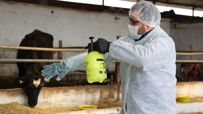 Şap Hastalığı Kontrol Altına Alındı