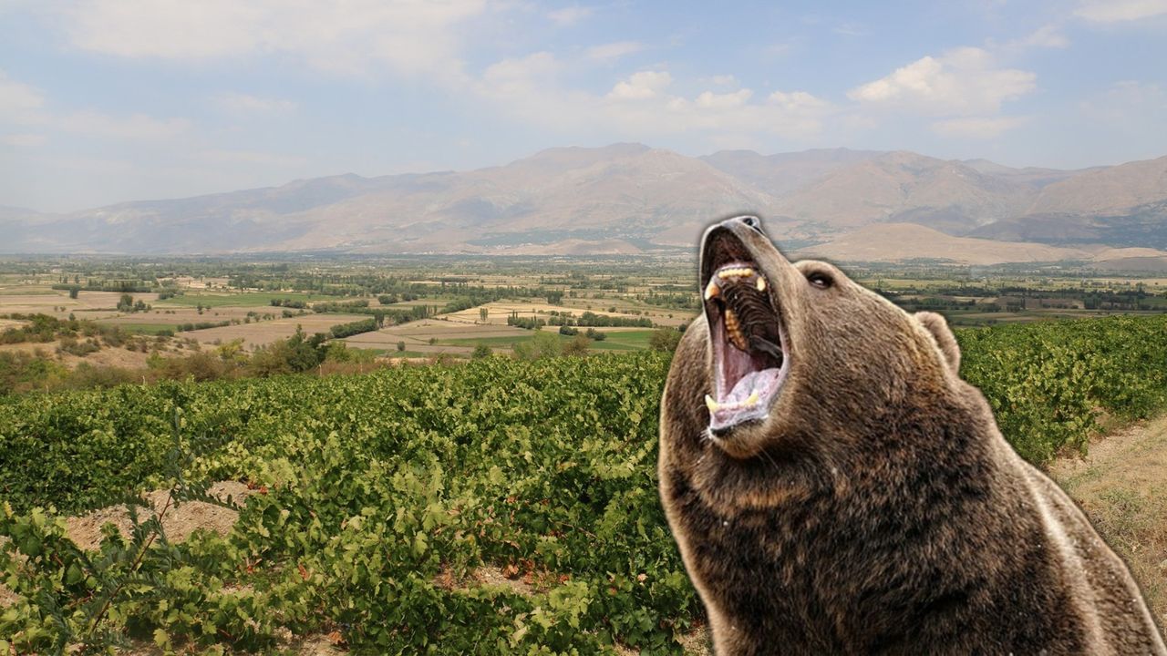 Cimin’de Üzüm Bağında Çalışan Vatandaşa Ayı Saldırdı