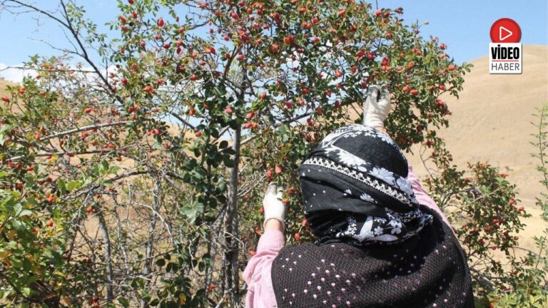 Dağların Kırmızı Hazinesi Kuşburnu İçin Hasat Zamanı