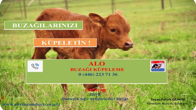 ‘Buzağılarınızı Küpeletin!’