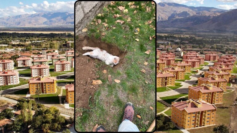 Korku Saçan Köpekler Bu Kez Çarşı TOKİ’yi Mesken Tuttu