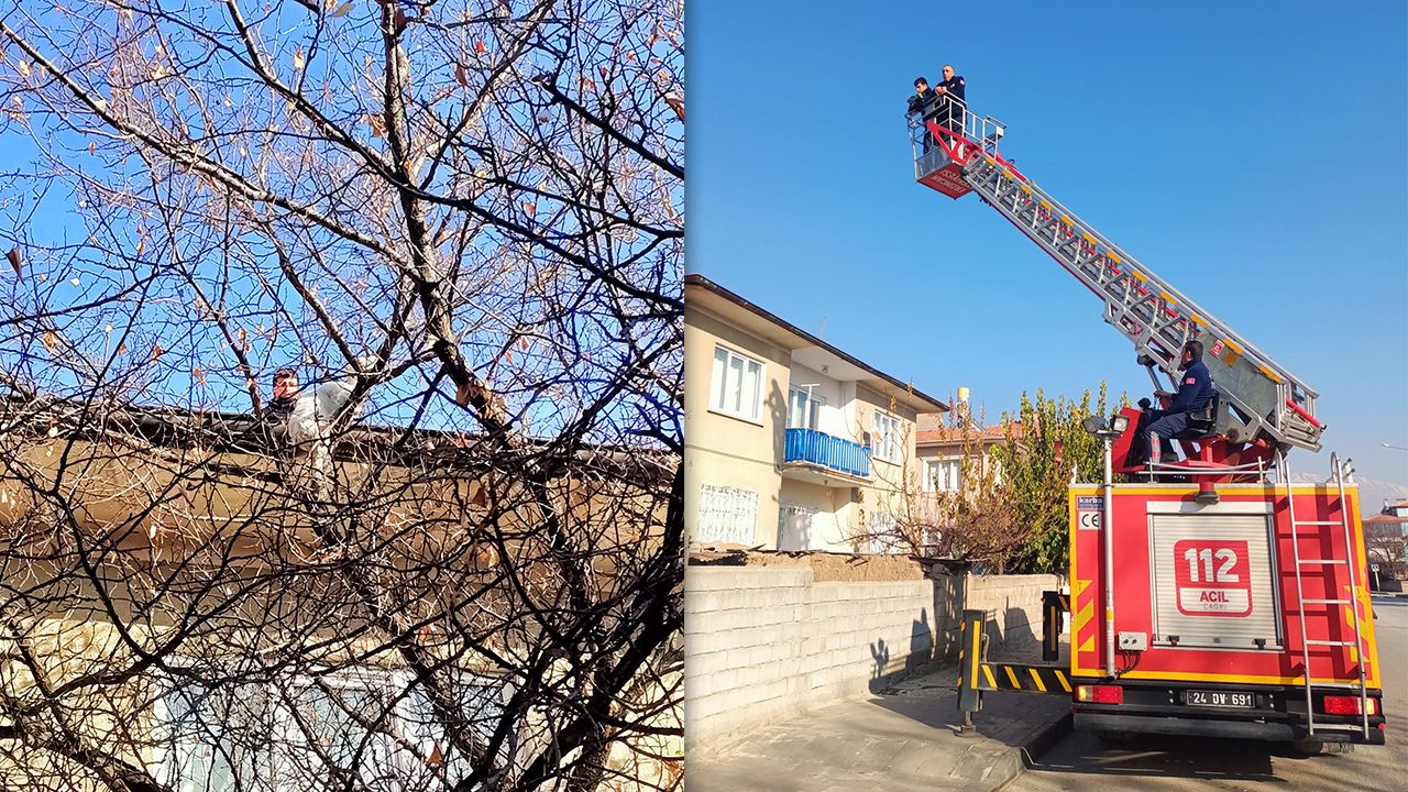Çatıda Mahsur Kalan Kedi Mahalleliyi Seferber Etti