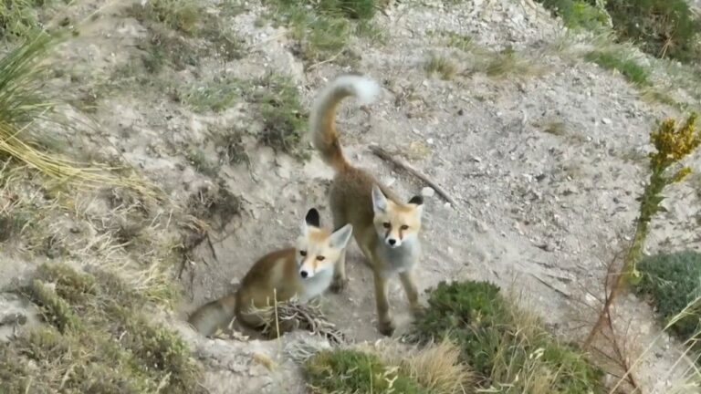 Doğanın sevimli yüzü: Tilki Ailesi Havadan Görüntülendi