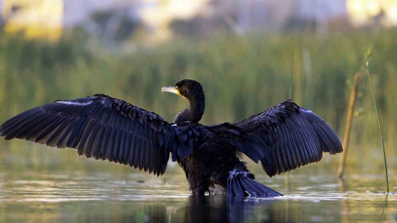 Ekşisu Sazlığı, 149 Kuş Türüne Ev Sahipliği Yapıyor