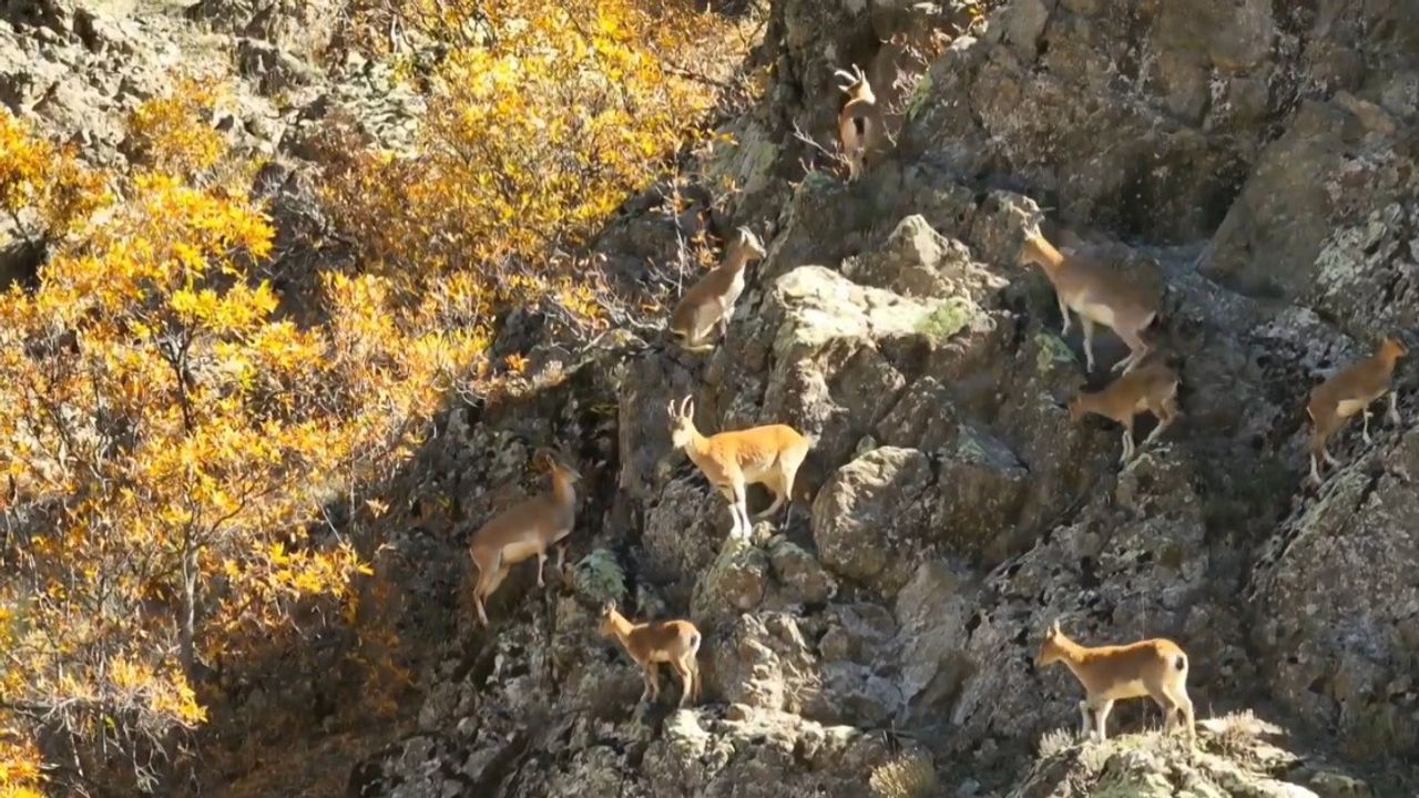 Erzincan Dağlarında Yaban Keçileri Görsel Şölen Sunuyor