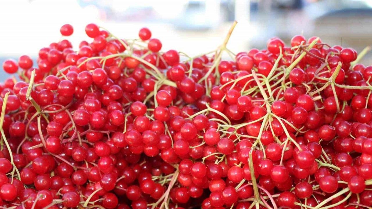Erzincan’da Şifa Deposu Gilaburuya Yoğun İlgi