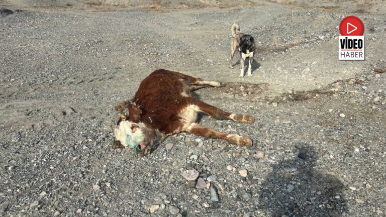 Erzincan’da Tehlikeli Sorumsuzluk: Şaplı Hayvanlar Meraya Atıldı