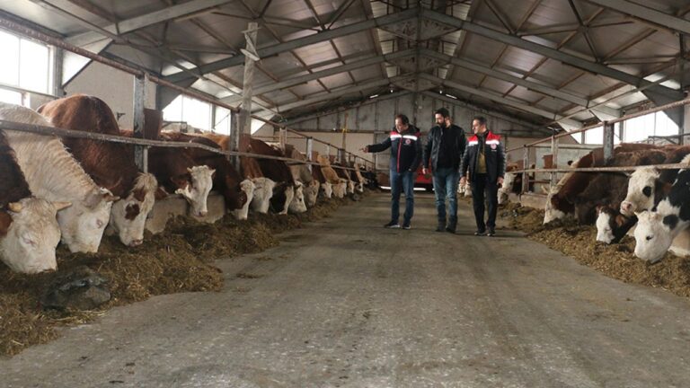 Erzincan’da Hayvancılık İşletmeleri Ekonomiye Güç Katıyor