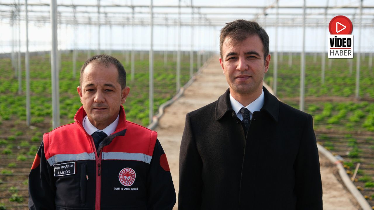 Erzincan Toplu Sera Bölgesinde Çalışmalar Hızla İlerliyor