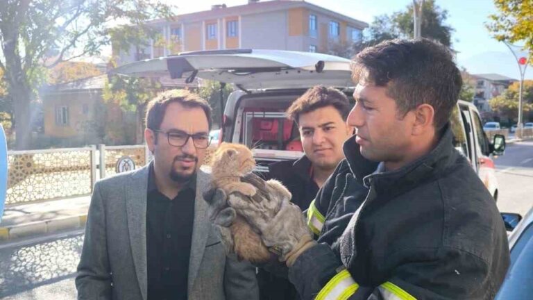 İtfaiye’den kedi Kurtarma Operasyonu