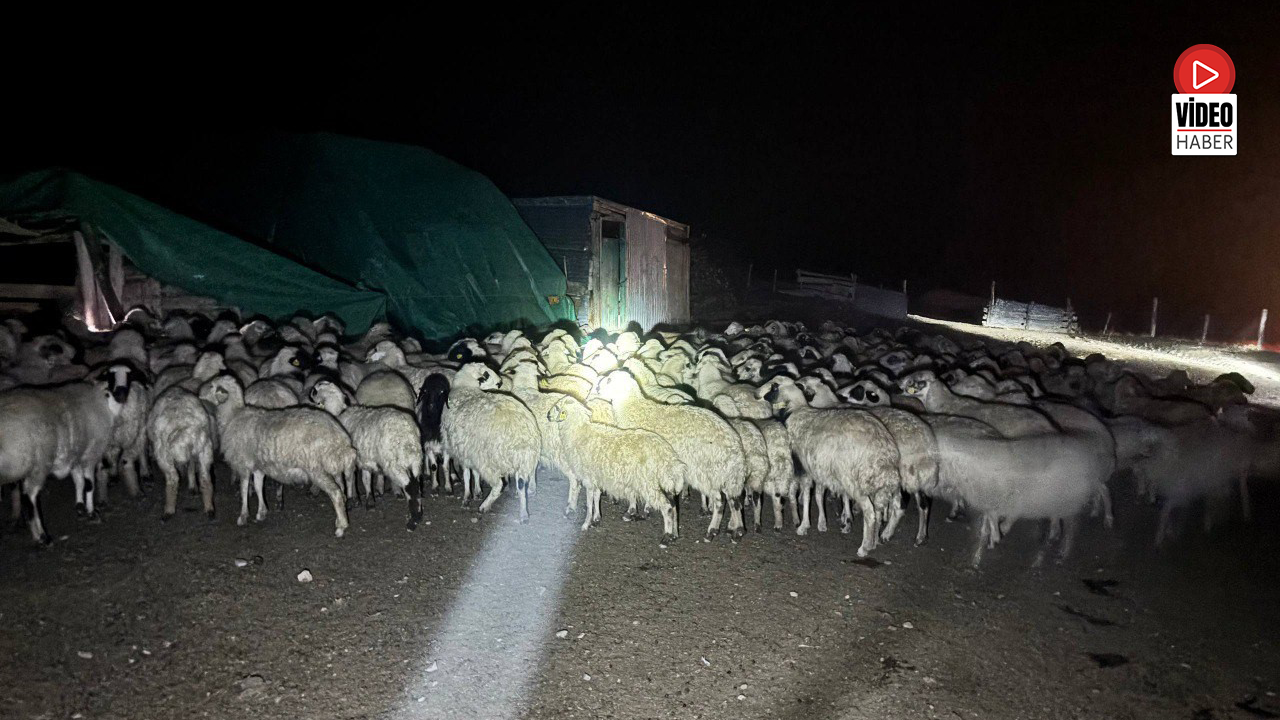 Yoğun Siste Kaybolan 200 Koyun Drone Destekli Aramayla Bulundu
