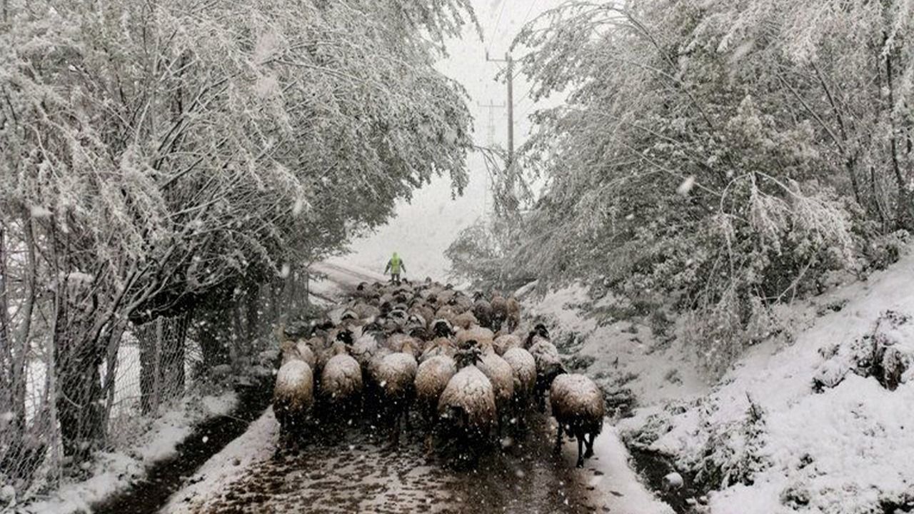Koyun Sürüsü Karla Mücadele Ederek Geri Döndü