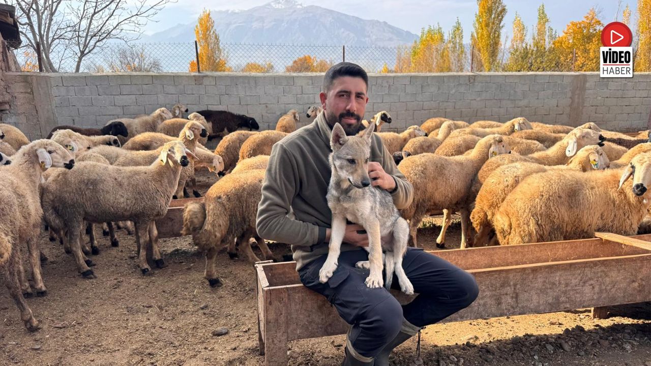 Çobanın Sahiplendiği Yavru Kurt, Sürünün Yeni Bekçisi Oldu