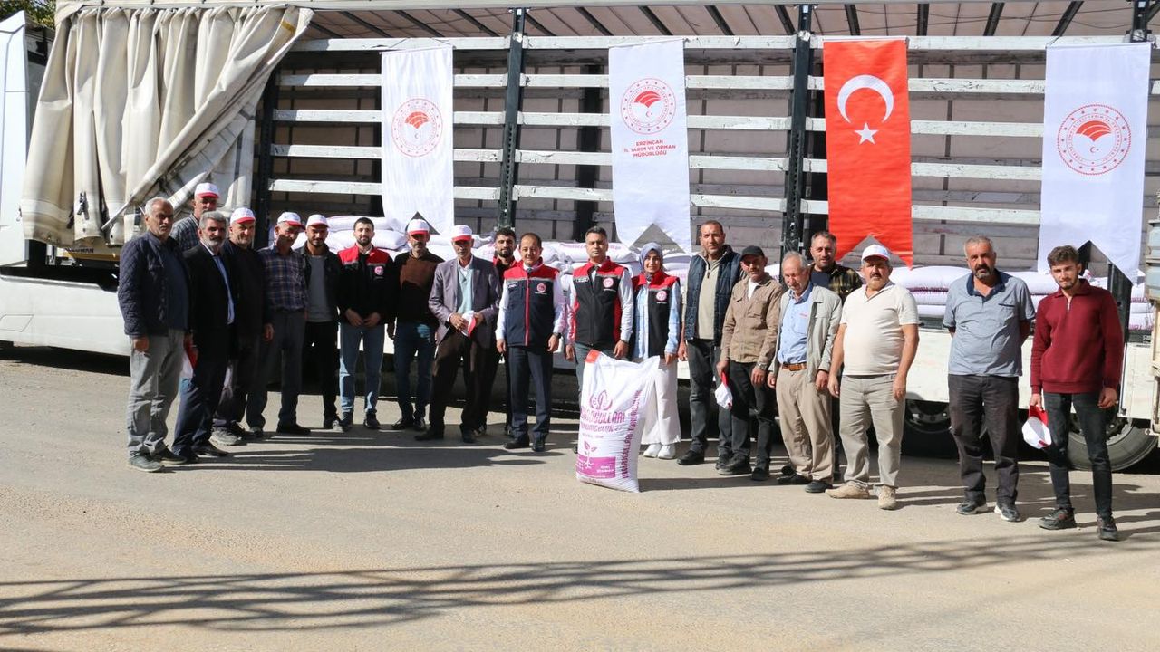 Kemaliye İlçesinde Kırmızı Mercimek Üretimi Yapılıyor