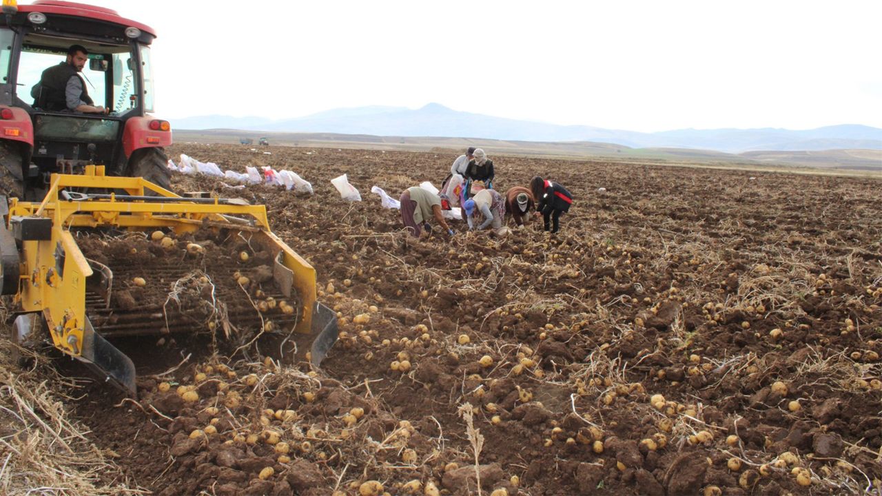Patates Hasadı Çiftçinin Yüzünü Güldürdü