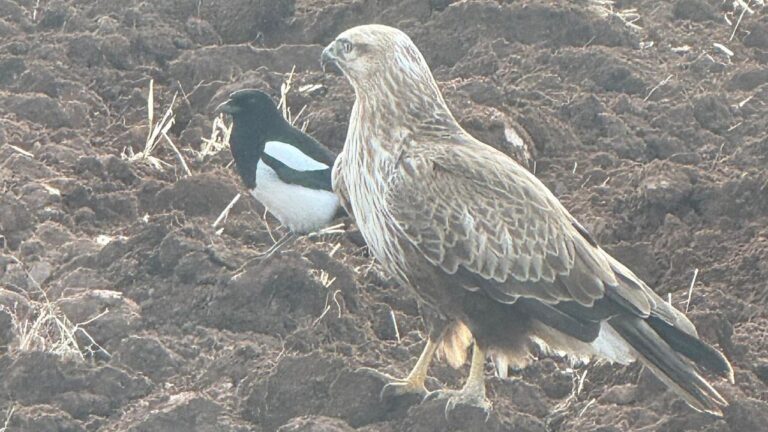 Tercan’da Şahin ile Alaca Karganın Sıra Dışı Dostluğu İlgi Odağı Oldu