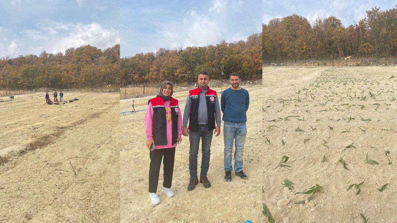 Kemaliye’de Salep Üretimi Başladı