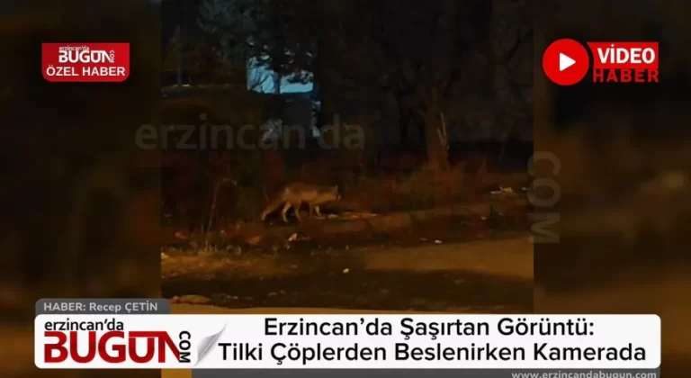 Erzincan’da Şaşırtan Görüntü: Tilki Çöplerden Beslenirken Kamerada