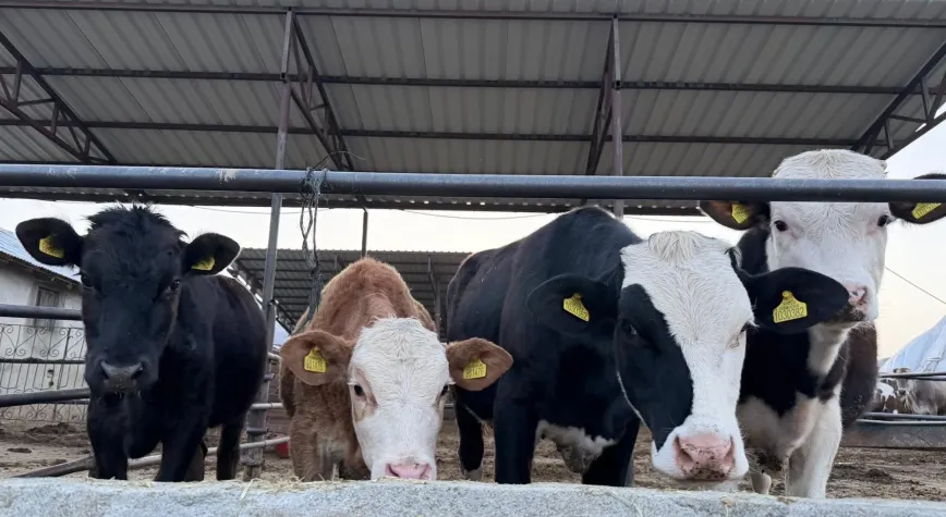 Erzincan’da Hayvancılıkta Verim Artışı İçin Suni Tohumlama Çalışması