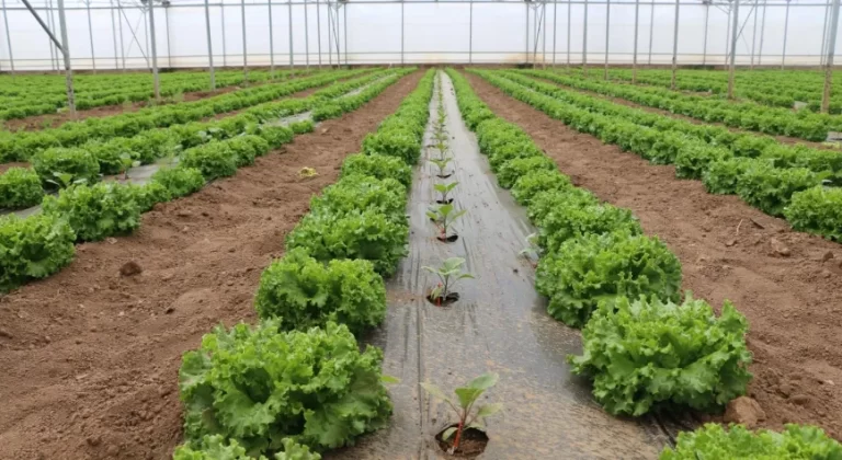 Erzincan’da Seracılıkta Yeni Dönem: Aynı Serada Çifte Üretim, Çifte Bereket