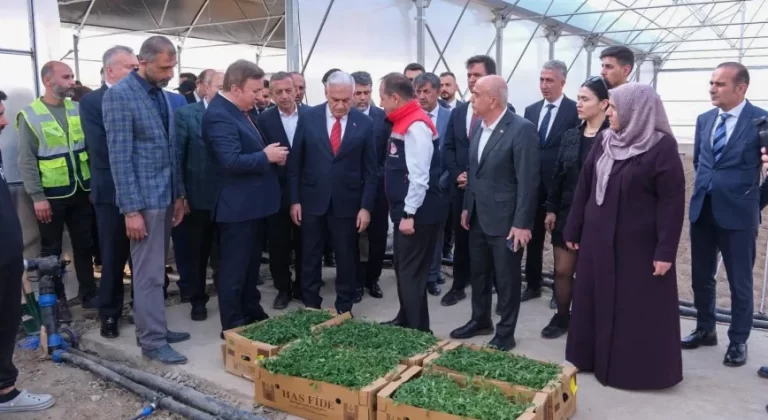 Erzincan’da Toplu Sera Bölgesi İncelendi