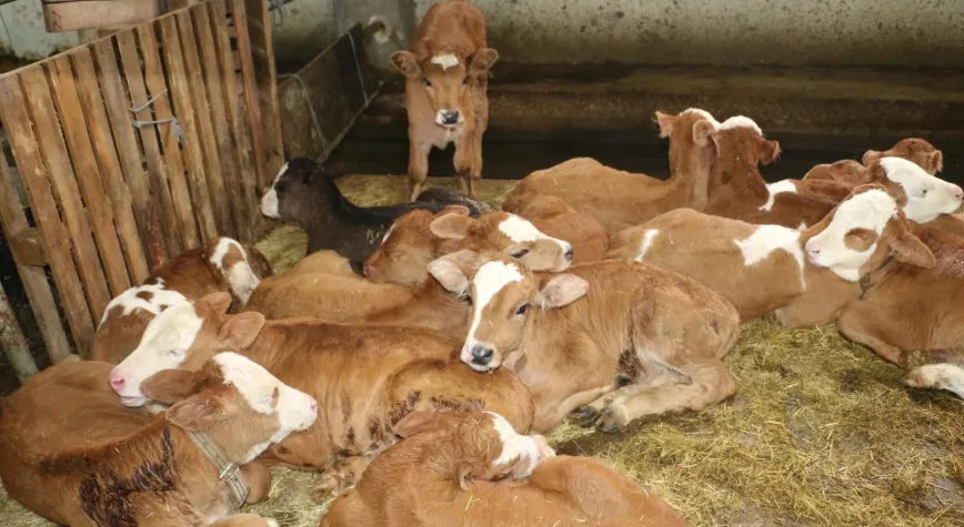 Erzincan’da Üretimin Gücü: 160 Büyükbaşla Katma Değerli Başarı