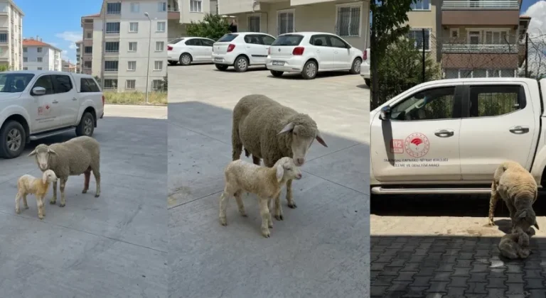 Çukurkuyu’da Zorlu Doğum: Anne ve Kuzu Veteriner Müdahalesiyle Kurtarıldı