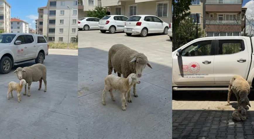 Çukurkuyu’da Zorlu Doğum: Anne ve Kuzu Veteriner Müdahalesiyle Kurtarıldı
