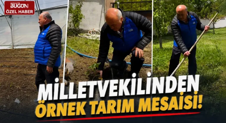 Milletvekili Köyünde Üretime Katıldı, Çilek Fidelerini Toprakla Buluşturdu