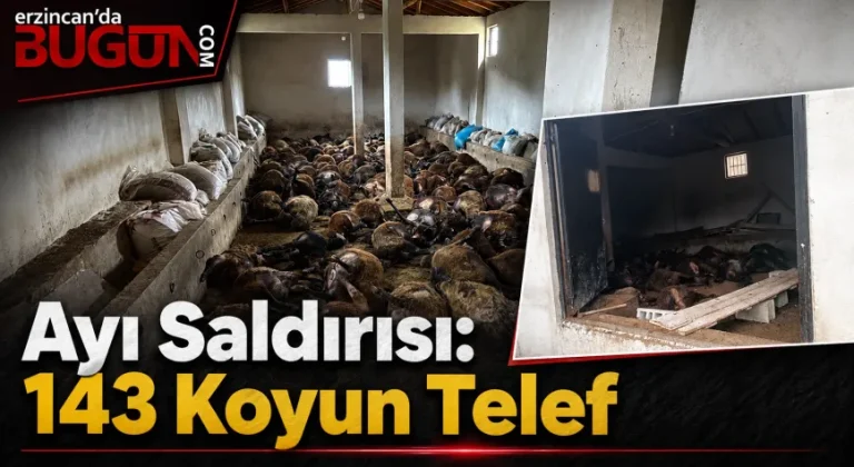 Erzincan’da Ayı Ağıla Girdi: 143 Koyun Telef Oldu