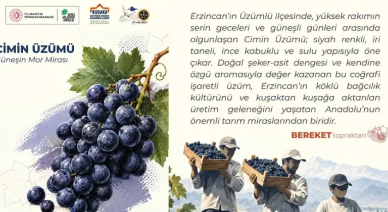 Erzincan’ın Mor Mirası Cimin Üzümü, Sofralara Lezzet Taşıyor