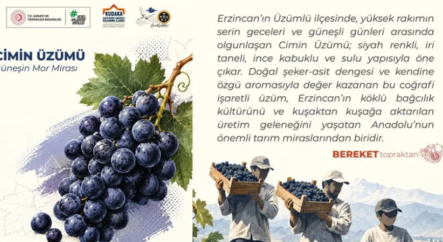 Erzincan’ın Mor Mirası Cimin Üzümü, Sofralara Lezzet Taşıyor