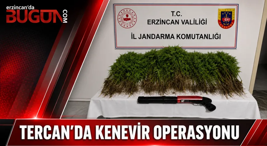 Tercan’da Narkotik Operasyonu: 174 Kök Kenevir Ele Geçirildi